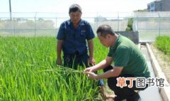 水稻种植技术与管理 学起来吧