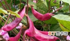紫扁豆怎么吃 紫扁豆怎么吃食用价值是什么