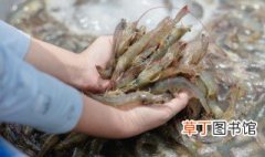 薯条大虾的做法 怎么做薯条大虾