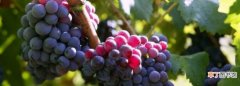 葡萄是什么，中国种植葡萄始于什么时候