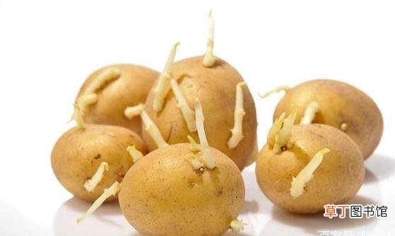 土豆为优质的主食食材 土豆的适用人群