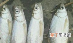 白条鱼怎么吃 白条鱼吃法介绍