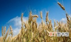 小麦专用肥都有什么牌子 作物专用肥的相关介绍