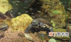 日本地龟饲养方法 日本地龟怎么饲养