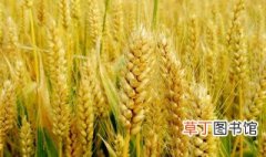 面白好吃的小麦品种有哪些 好吃的品种
