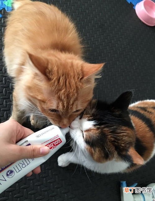 猫营养膏涨袋了还能吃吗,猫咪把营养膏吃多了，会有什么副作用吗
