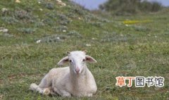 什么羊繁殖最快又好养 关于什么羊繁殖最快又好养