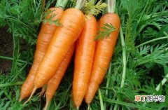 胡萝卜炒着吃有营养吗？