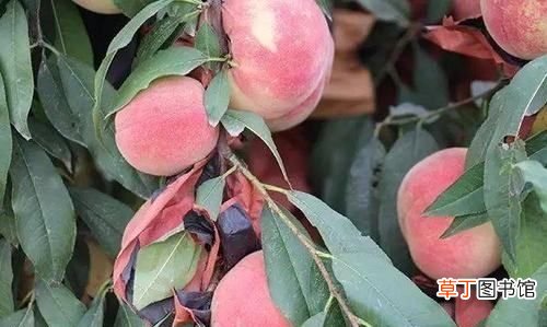 冬天有桃子卖，哈尔滨冬天有卖桃子的吗