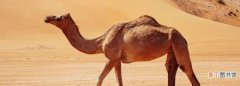 骆驼有几种