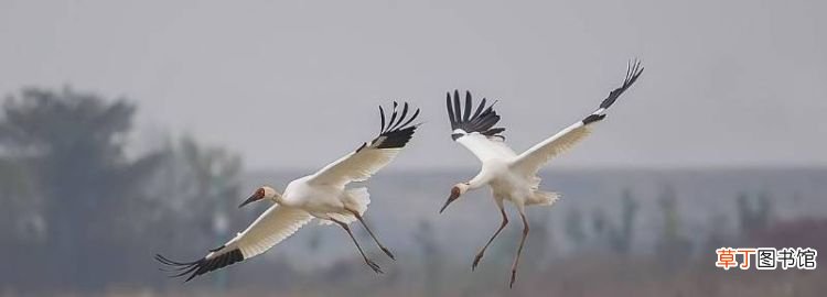 白鹤能飞，在湖里像鸭子的动物突然飞很高是什么生肖