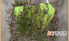紫玄月吊兰怎样种植 生长习性