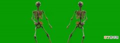 大骨架和小骨架的区别，大骨架和小骨架如何对比图片