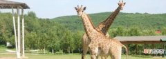 长颈鹿高几米，长颈鹿高多少米?