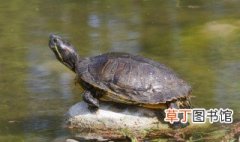 凉水龟都有哪些品种 凉水龟的品种介绍