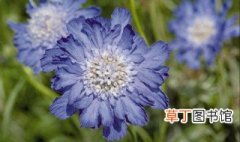 什么是蓝盆花 蓝盆花相关介绍