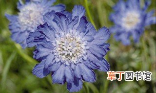 什么是蓝盆花 蓝盆花相关介绍