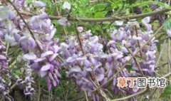 紫藤花什么季节开花什么时候凋谢 紫藤花的介绍