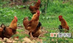 惠州哪里有养鸡场 惠州的是什么文化