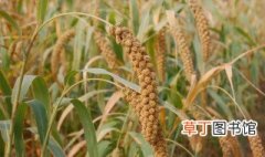 粟米与黍米的区别 粟米与黍米的区别介绍