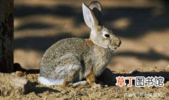 沙漠棉尾兔的寿命 沙漠棉尾兔能活多长时间