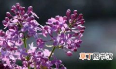 紫色丁香花的花语 紫色丁香花有哪些花语