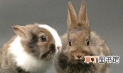 琉球兔的寿命 琉球兔能活多久