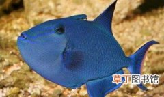 蓝三角鱼饲养方法 蓝三角鱼饲养的5大要点