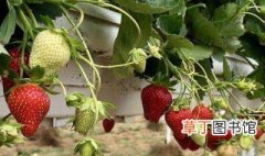 草莓的种植方法 大家可以了解一下