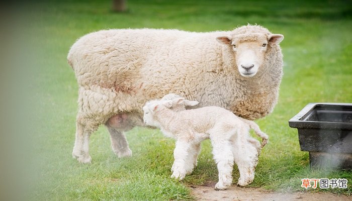 梦见羊皮是什么意思 梦见羊皮有什么预兆