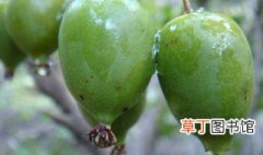 软枣猕猴桃品种 软枣猕猴桃品种大全介绍