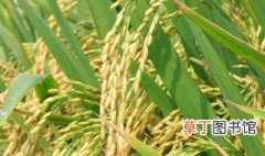 矮杆水稻品种 超矮杆水稻新品种