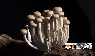 蘑菇的种法 用对的方法种植好的菇