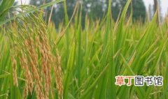 水稻理论测产方法 具体有以下方法
