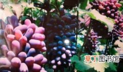 蓝宝石葡萄如何辨认 如何从葡萄叶子上来辨别