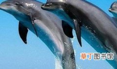 海豚的生殖方式 海豚的生殖方式是什么