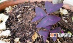 紫叶榨浆草怎么繁殖 紫叶酢浆草怎么繁殖视频