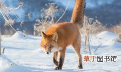 狐狸的尾巴有什么作用 狐狸的尾巴作用介绍