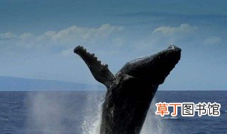 鲸鱼为什么会鲸爆 鲸鱼会鲸爆的原因