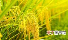 水稻保护价2019 2019年水稻保护价还会有吗