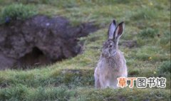 灰尾兔的寿命有多长 高原兔能活多久
