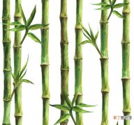 竹子开花意味着什么 什么时候竹子会开花