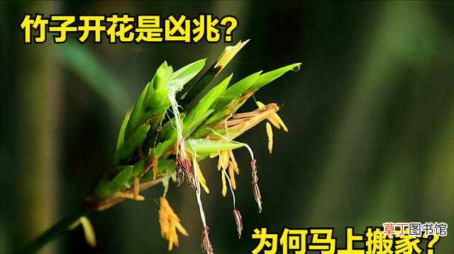 竹子开花意味着什么 什么时候竹子会开花