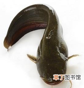 青江鱼长是不是鲶鱼 如何区别清江鱼和鲶鱼这两种鱼