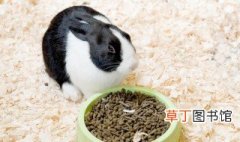 荷兰兔饲养方法 你都知道吗?