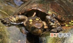 四眼斑水龟饲养方法 需要注意这些内容
