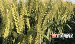 山东矮杆小麦品种 主要有这三种