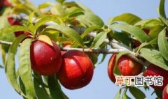 硼对油桃品质的影响 油桃缺硼有何表现