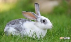 你知道有哪些兔子吗 如何挑选宠物兔呢