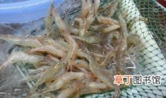 野生米虾怎么养 大家可以了解一下